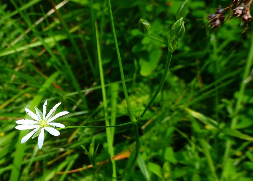 Stellaria graminea